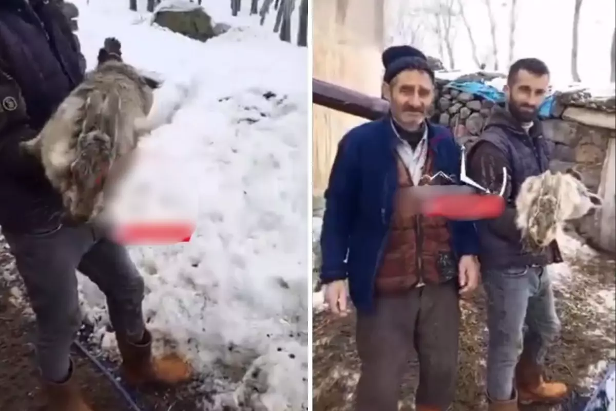 Ahıra giren çoban, devasa tavşan ile karşılaştı