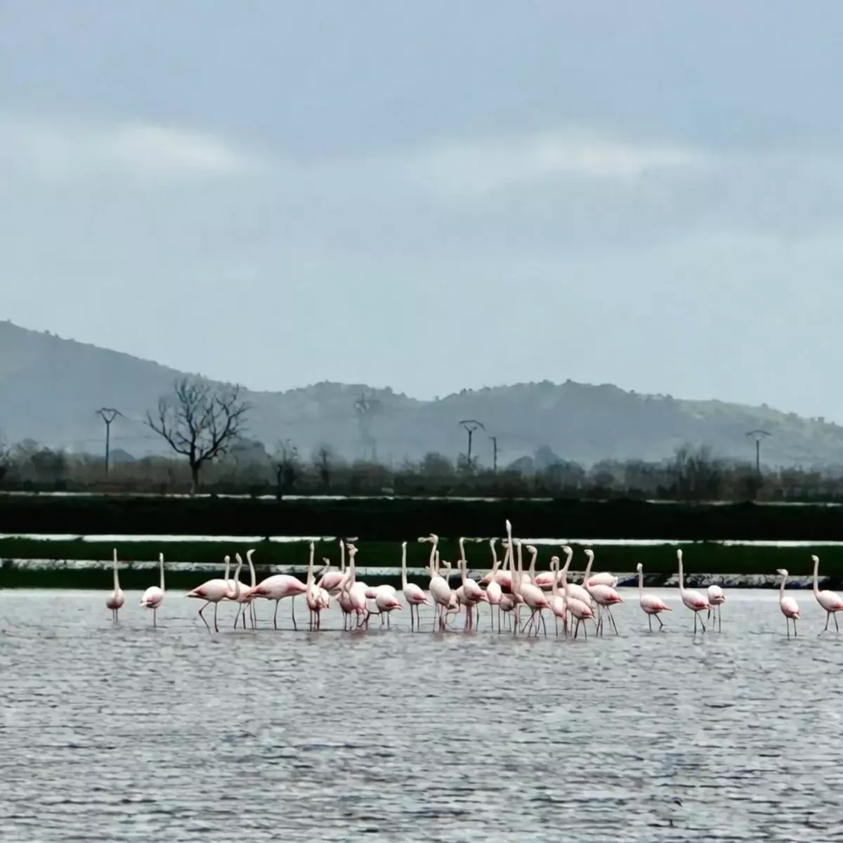 Aydın'da su altında kalan tarlalara flamingo sürüsü indi