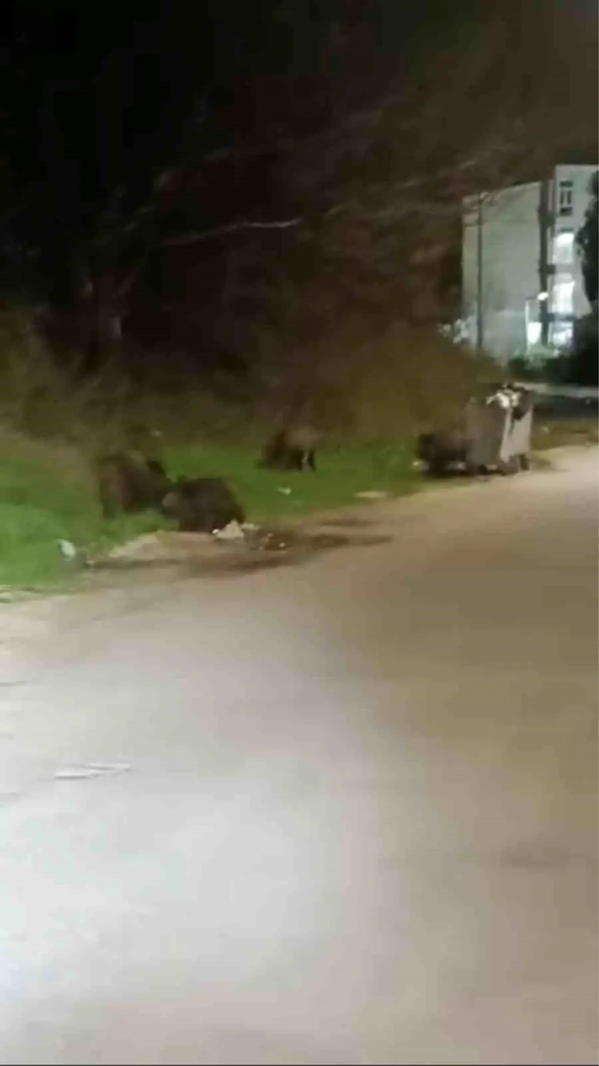 Bursa'da aç kalan domuz sürüsü şehre indi