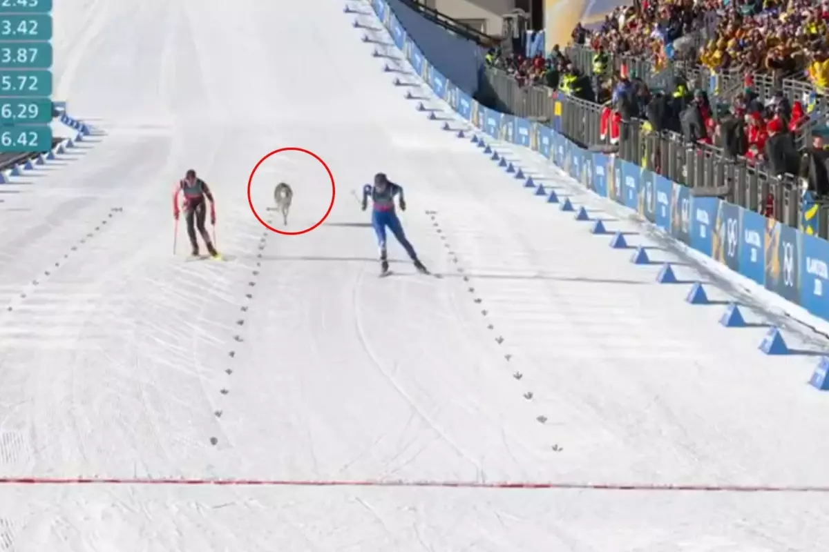 Dev organizasyonun önüne geçen görüntü