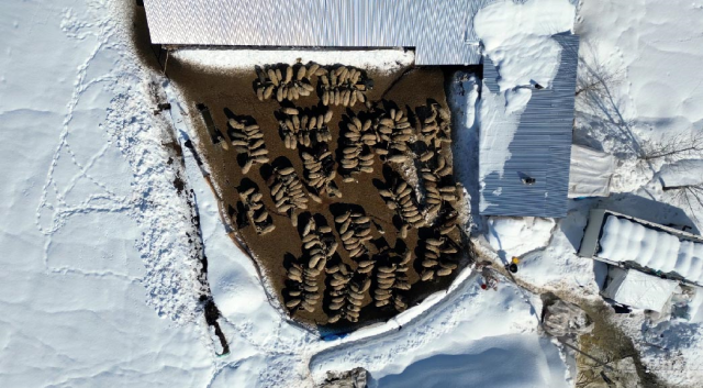 koyune dondu 100 koyunu 4 yilda 680 e cikardi 19578052 4341 m