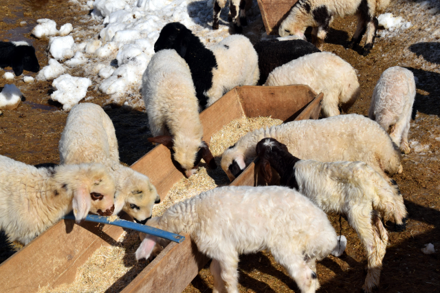 koyune dondu 100 koyunu 4 yilda 680 e cikardi 19578052 5201 m