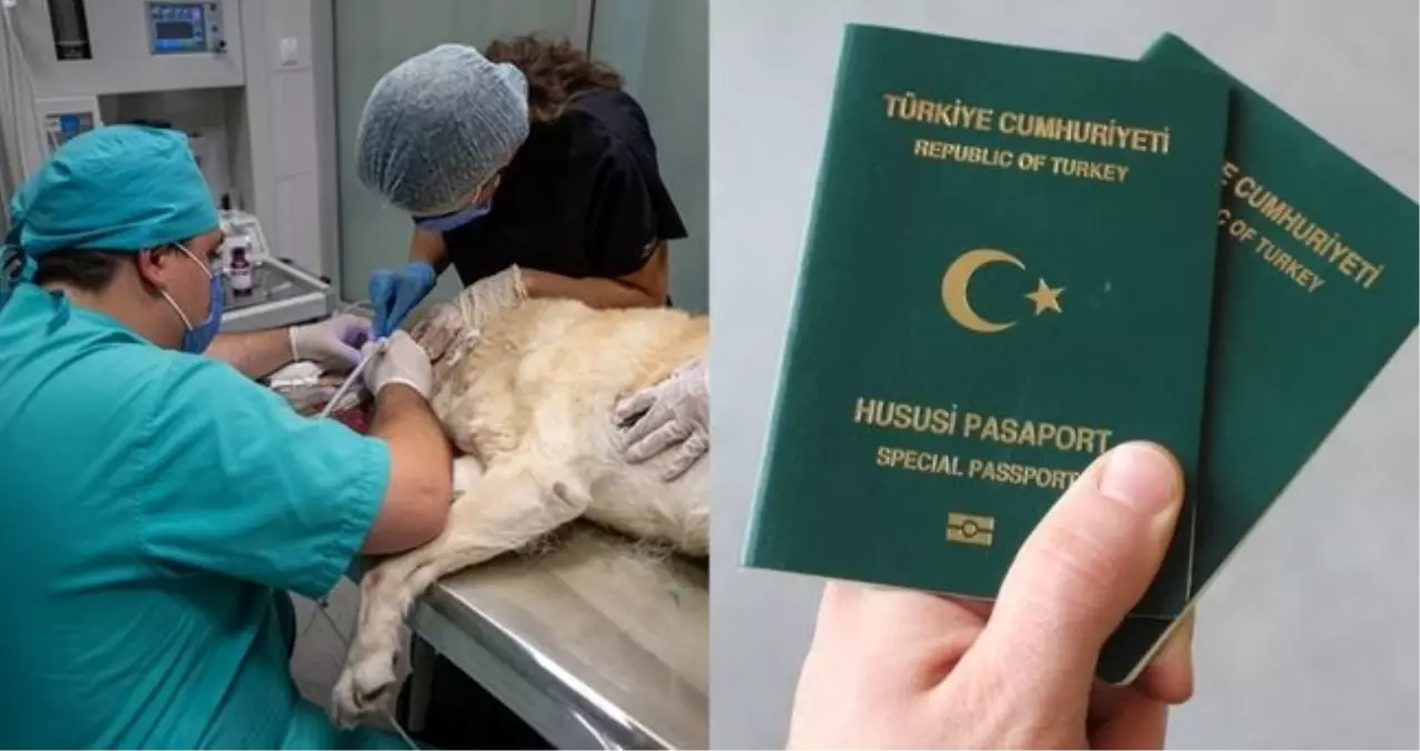 Veterinerler yeşil pasaport alabilecek mi? Veteriner Odası, ne açıklama yaptı, hangi mesleklere yeşil pasa...