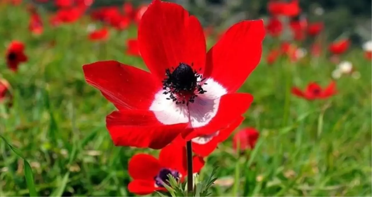 CEMRE DÜŞME TAKVİMİ: 2026 İlk cemre düştü mü, ne zaman düşecek? Cemre havaya ne zaman düşecek, havalar ne ...