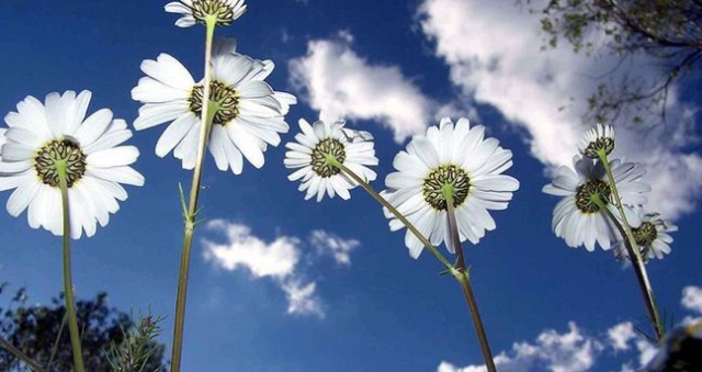 CEMRE DÜŞME TAKVİMİ: 2026 İlk cemre düştü mü, ne zaman düşecek? Cemre havaya ne zaman düşecek, havalar ne zaman ısınacak?