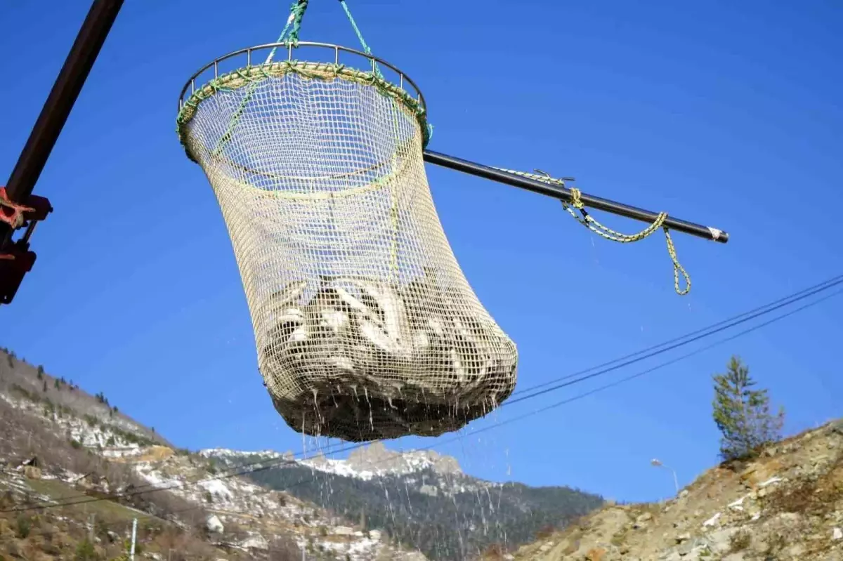 Denizi olmayan Gümüşhane'de alabalık üretimi 2 bin tona ulaştı