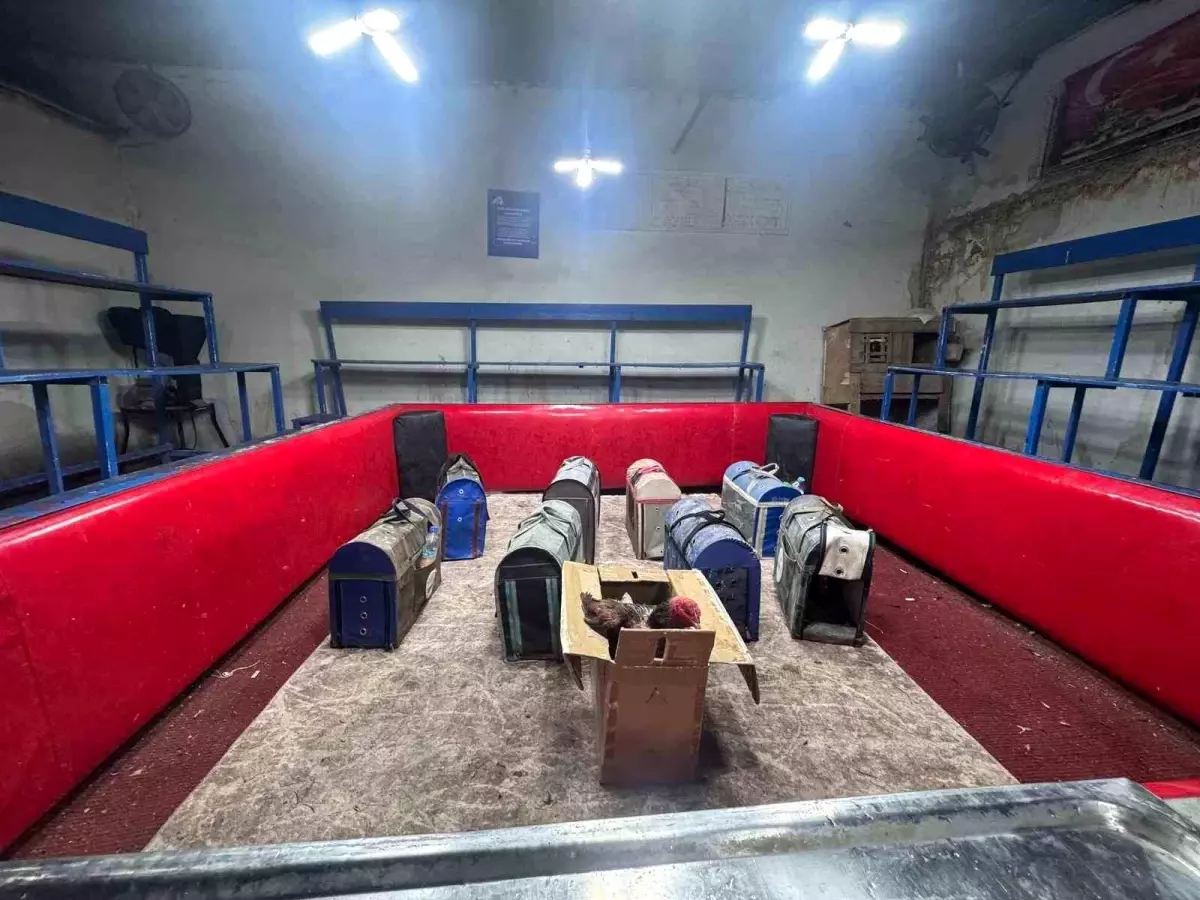 Polis, temizlik işçisi kılığına girerek horoz dövüşünü ortaya çıkardı