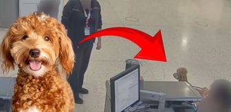 ABD'de skandal olay! Uçağa binebilmek için köpeğini terk etti