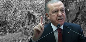 Cumhurbaşkanı Erdoğan'dan Milas'taki zeytin ağacı katliamına sert tepki: İzin vermeyeceğiz