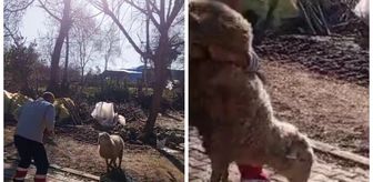 Koçla güreşti, sosyal medyayı salladı! Gençlere ilham olacak