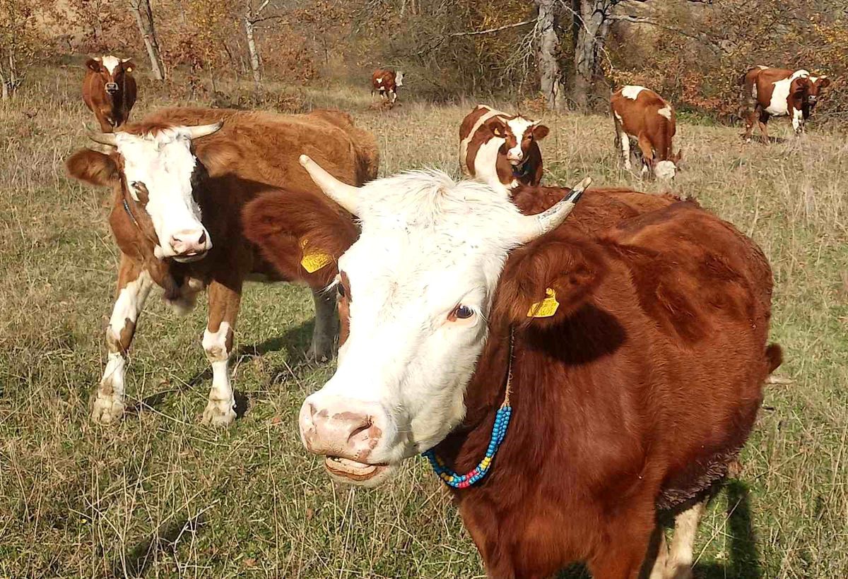 Şapla mücadelede kritik dönem başladı: Aşısız hayvana sevk yok, ceza var
