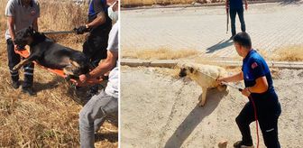 Bir büyükşehrimizde tek bir sokak köpeği dahi kalmadı