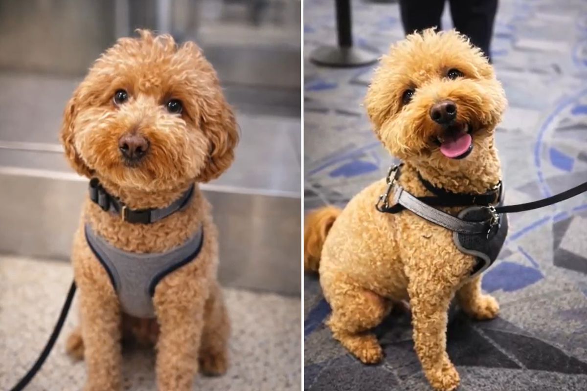 Havalimanında köpeğini gişeye bağlayıp terk eden kadın gözaltına alındı