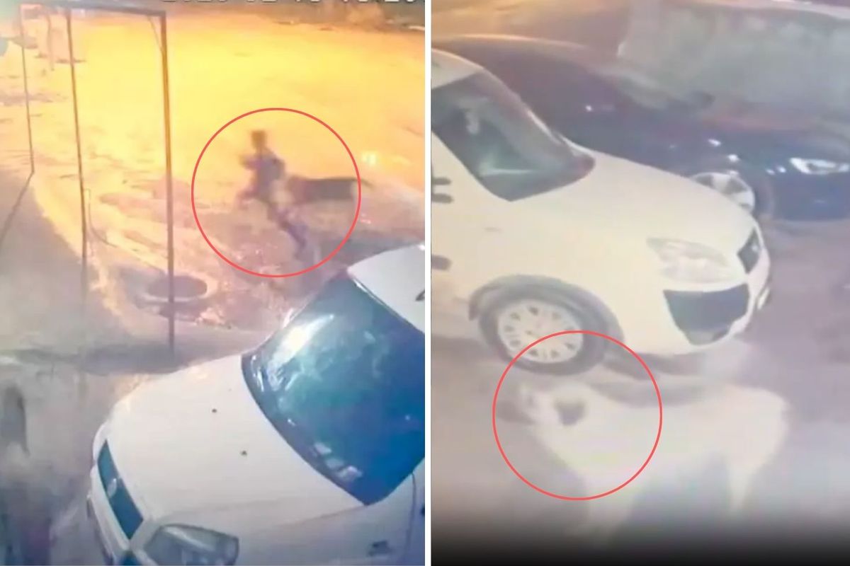 Sahipsiz köpek kabusu! 10 yaşındaki çocuğu dehşeti yaşadı