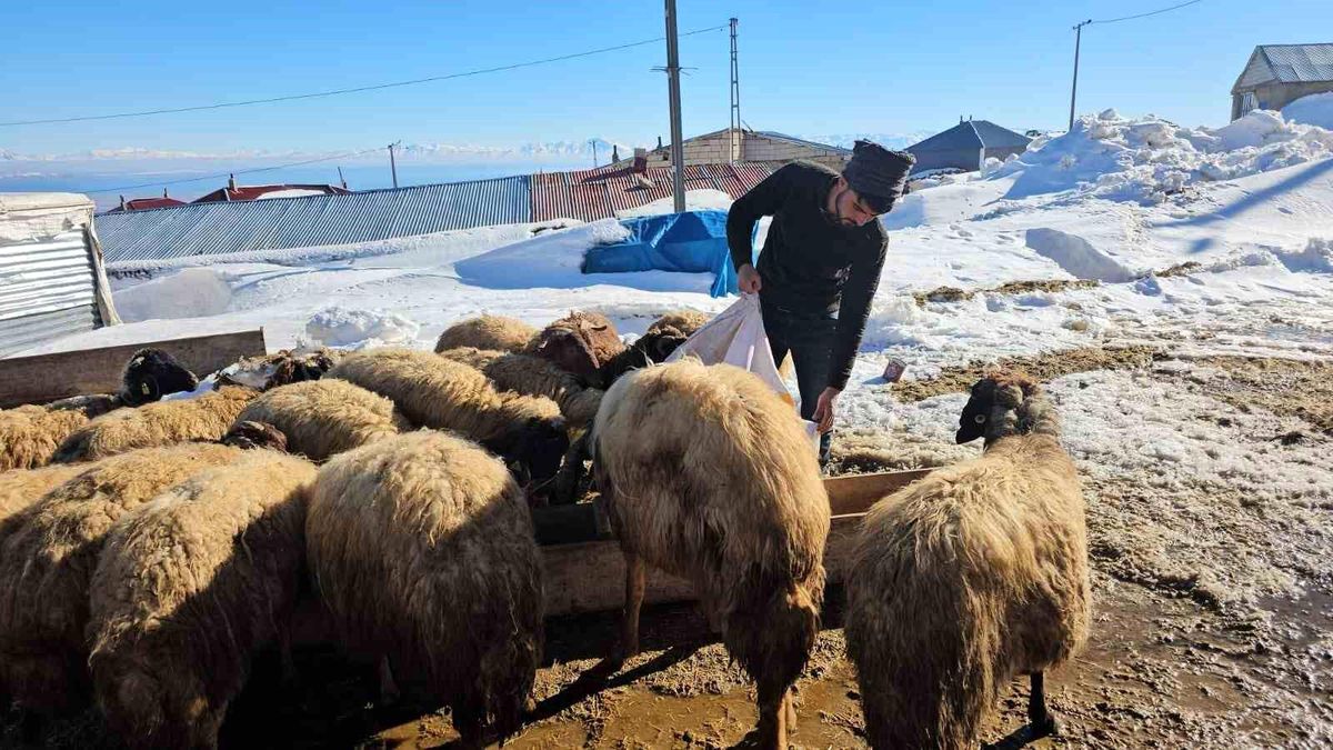 Süphan Dağı'nın eteğinde zorlu hayvancılık mücadelesi
