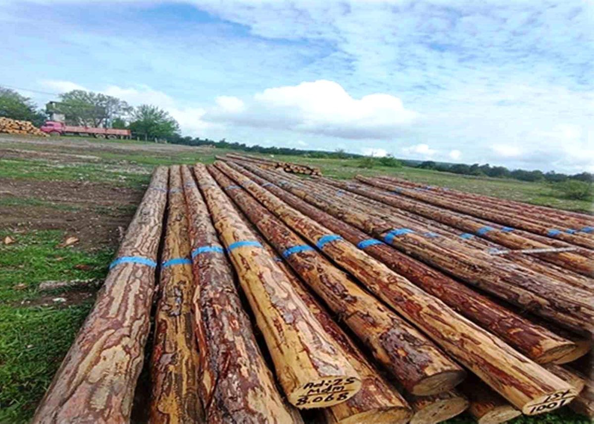 Samsun'da orman üretiminden 1,7 milyar TL katkı