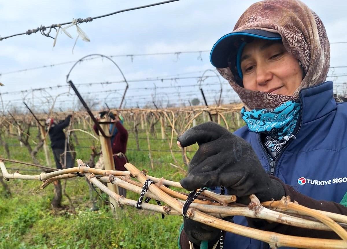 Sarıgöl Ovası'ndaki bağlarda hummalı çalışma