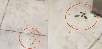 Her gün yüzlerce kişinin gittiği restoranda mide bulandıran görüntüler