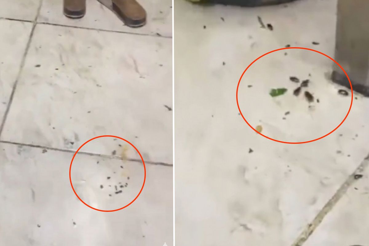 Her gün yüzlerce kişinin gittiği restoranda mide bulandıran görüntüler