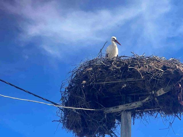Her mate arrived this early for the first time, everyone is eagerly waiting for Yaren