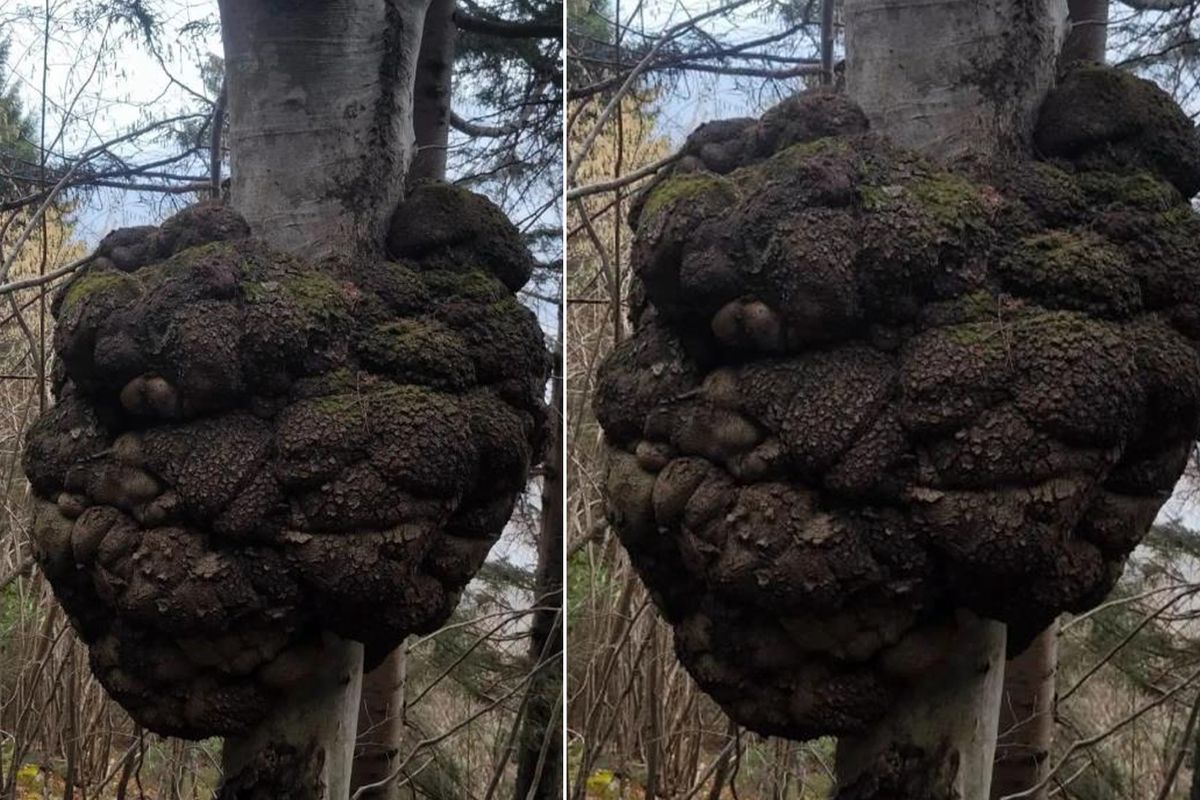 Ormanda gezen avcı fark etti! Değeri altınla yarışıyor, büyüklüğü inanılmaz