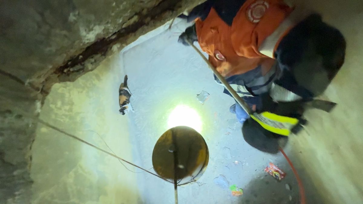 Avcılar'da binanın su deposuna düşen kedi kurtarıldı