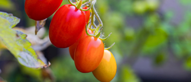 A tomato from our district