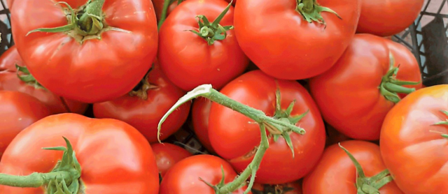 Ayaş tomato