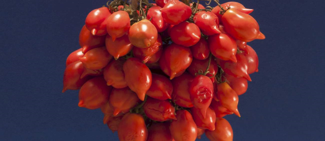 A tomato from our district