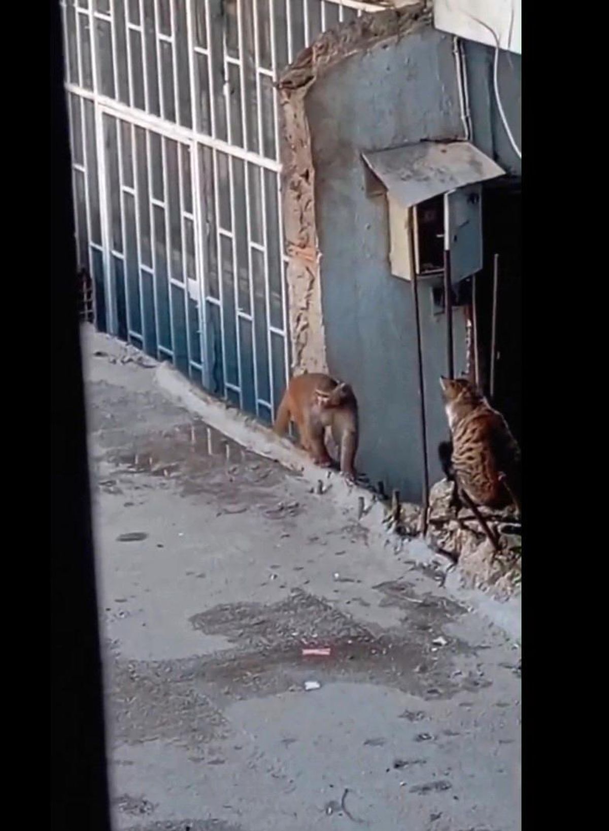 Fikirtepe'de bulundurulması yasaklı maymun türü yakalandı