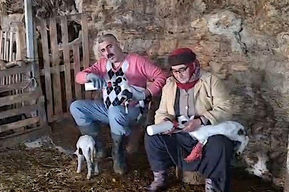Hobi olarak 4 koyunla başlayan kardeşler 600 hayvan sayısına ulaştı