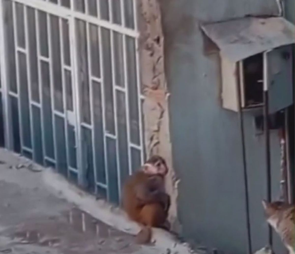Kadıköy'de iş yerinden kaçıp çatılarda dolaşan makak maymunu koruma altına alındı