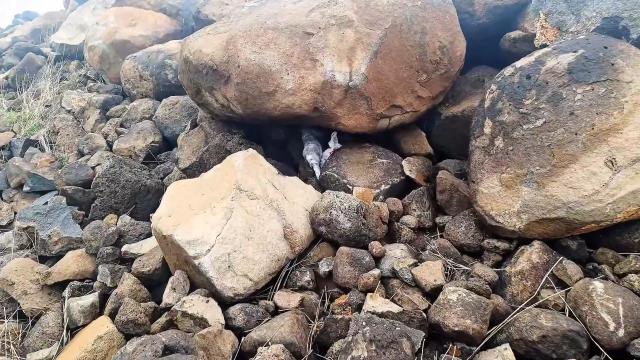A cache was seized under volcanic basalt stones in Şanlıurfa: 8 detentions