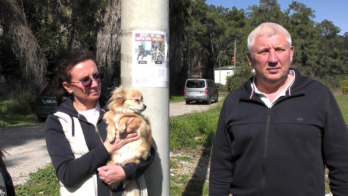 Rus sahipleri, kaybolan köpeklerini sokak sokak arıyor: Canlı bulana 100 bin, ölü bulana 10 bin ödül