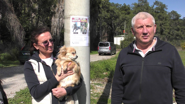 Russian owners are searching for their lost dogs street by street: 100,000 for finding them alive, 10,000 for finding them dead