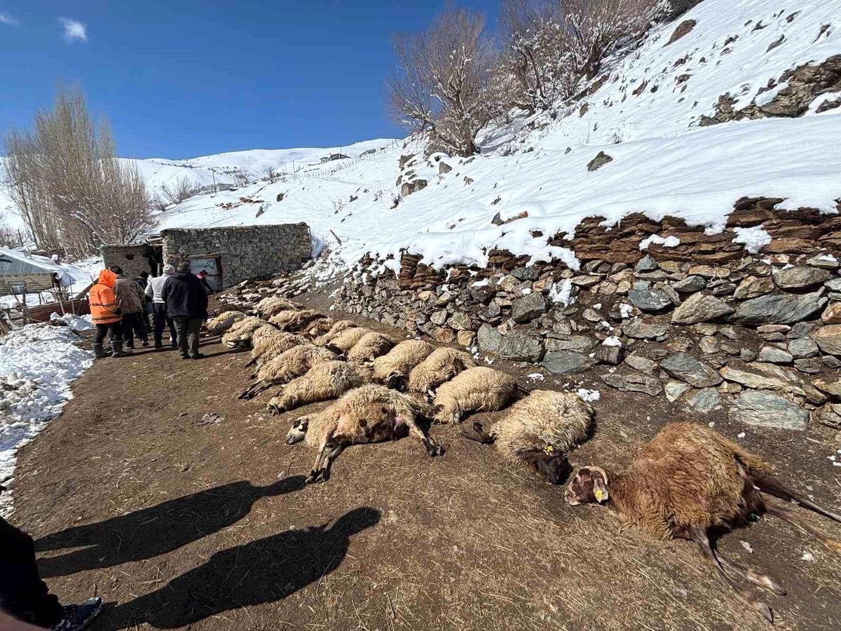 Van'da ahırda feci yangın: 67 küçükbaş hayvan telef oldu