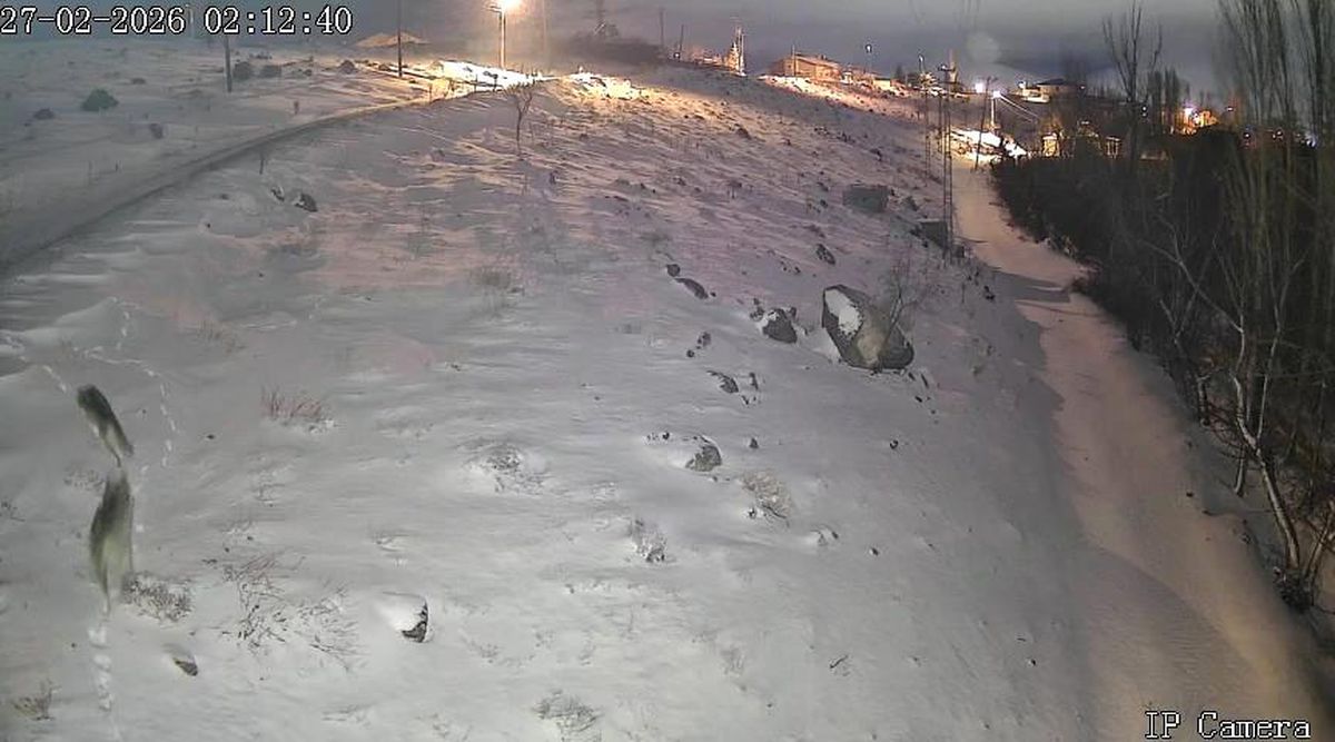 Niğde'de aç kalan kurtlar köye indi