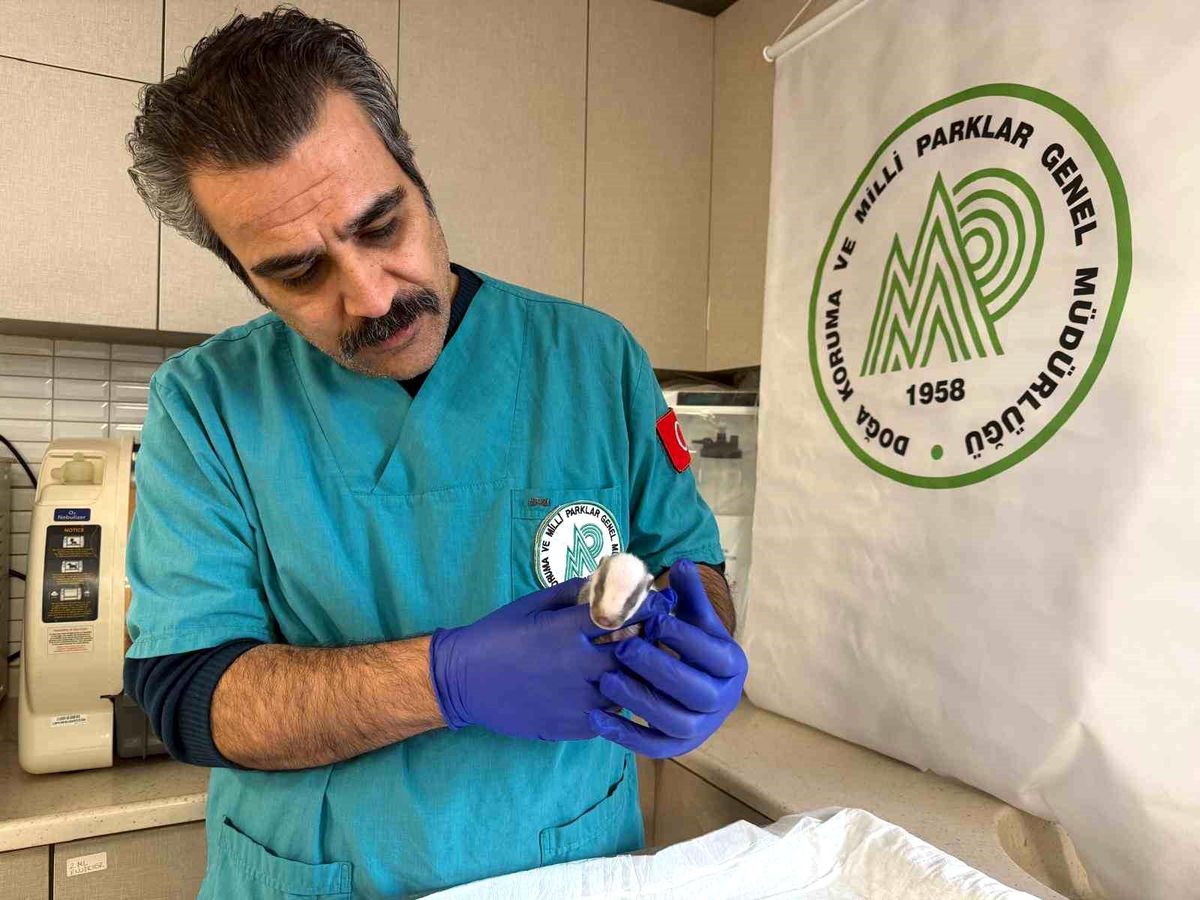 Balıkesir'de bitkin halde bulunan porsuk yavrusu koruma altına alındı