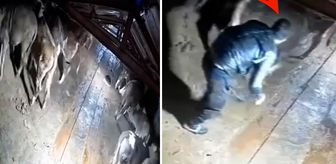 Dehşete düşüren görüntü Kars'tan: Besici zamanında yetişemese yanmıştı