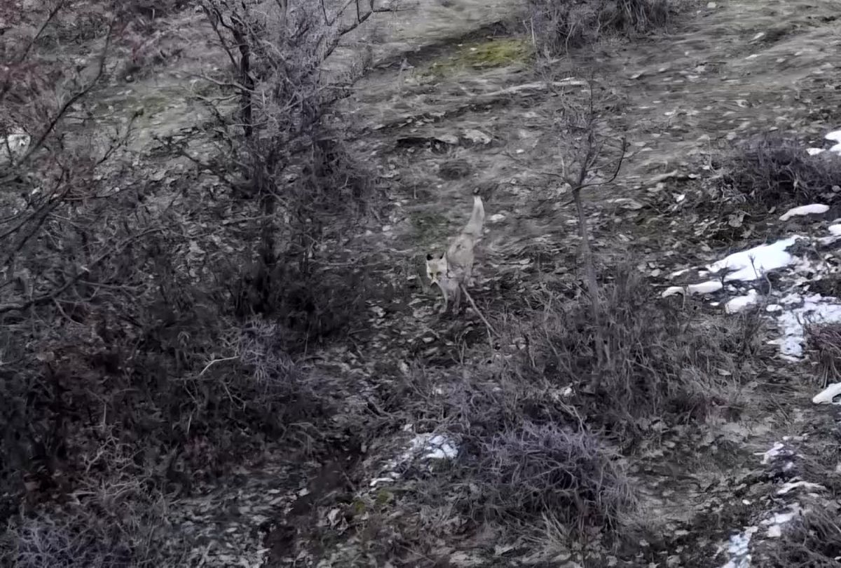 Hasköy'de tilkilerin dron ile imtihanı