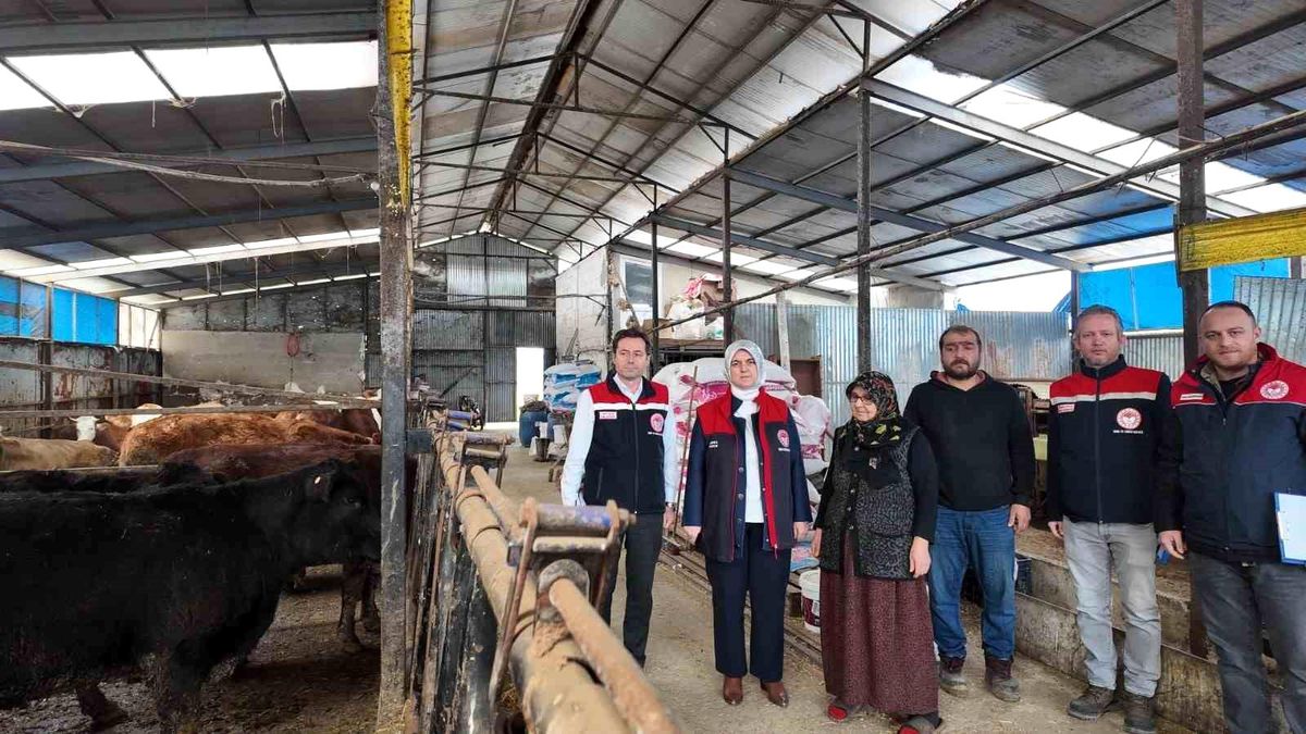 Düzce'de kadın yetiştiriciye etçi ırk düve desteği