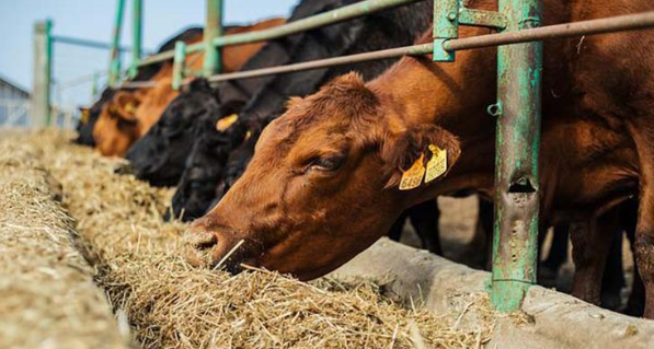 The war in the Middle East has hit the fields! A global food crisis is looming