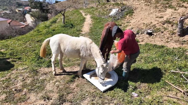 aydin da gunluk 8 bin tl ye at ile cift surecek 19643548 3668 m