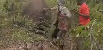 Yaralı filin kuyruğunu çekti, bedelini hayatıyla ödedi