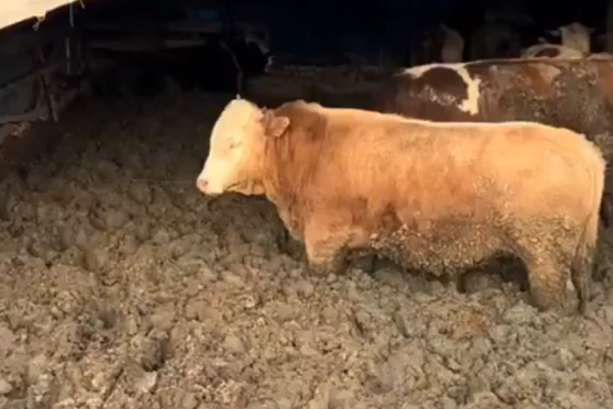 Görüntüler tepki toplamıştı! Bakanlık hemen harekete geçti