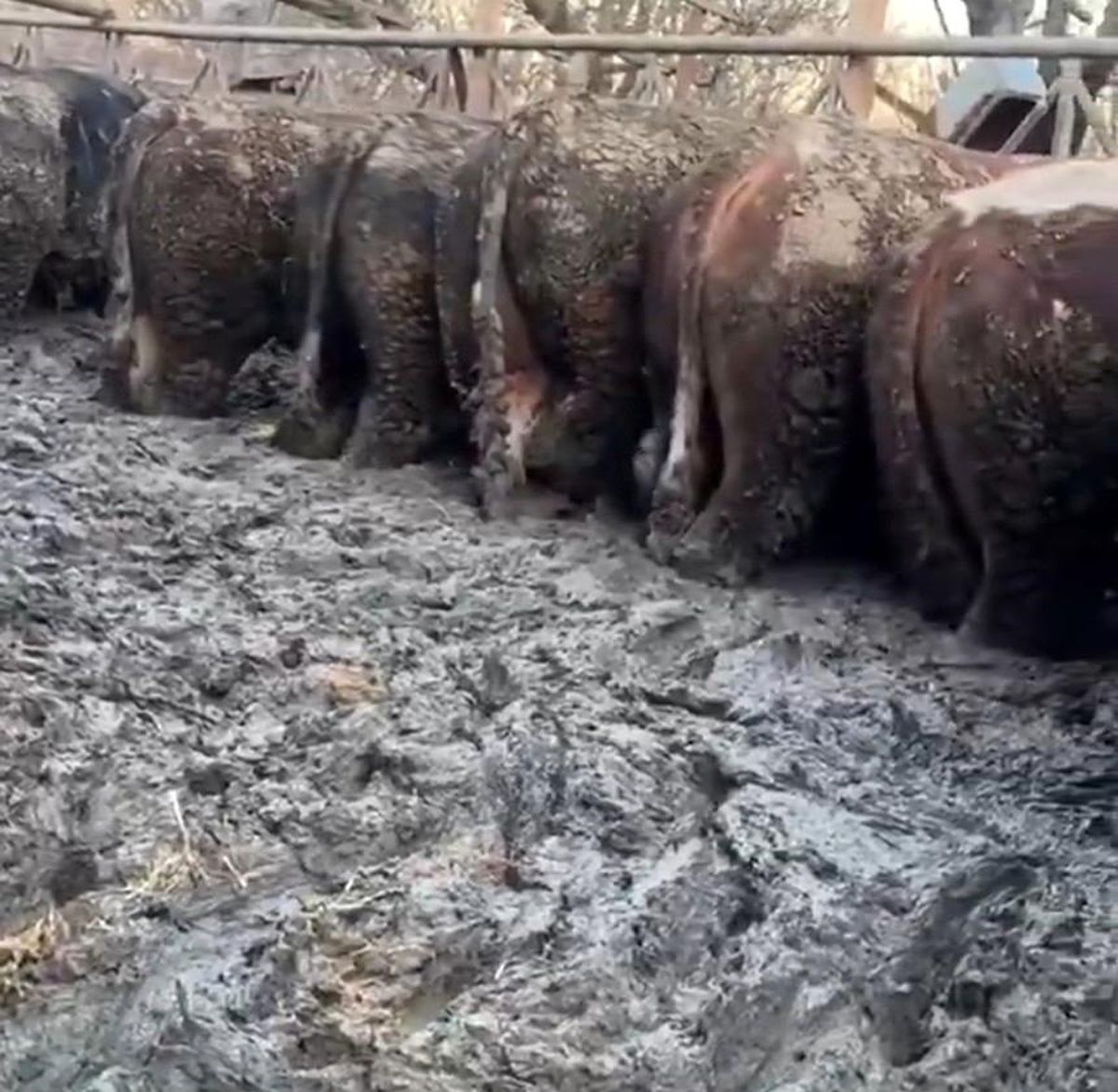 Konya'da sosyal medyaya yansıyan hayvancılık işletmesi görüntülerine inceleme