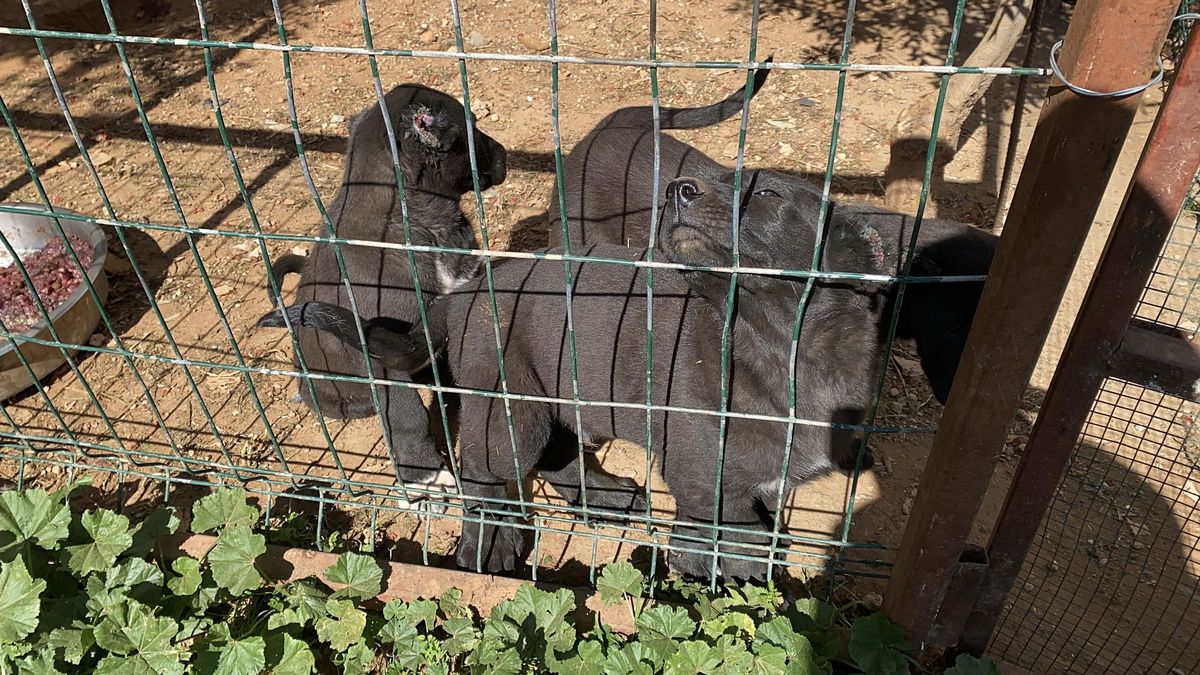 Kulakları kesilen yavru köpeklerin 30-40 bin liraya satıldığını söyleyerek şikayetçi oldu
