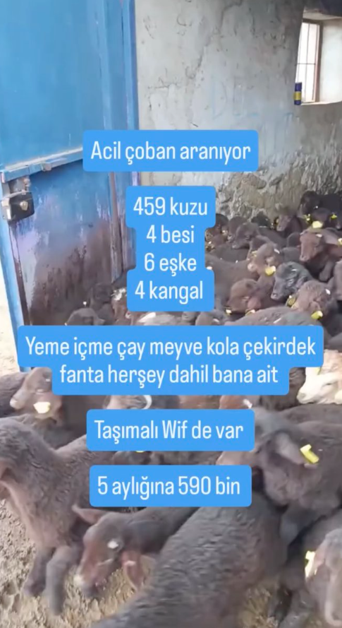 5 ay icin 590 bin tl maasla coban ilani sosyal 19658207 6789 m