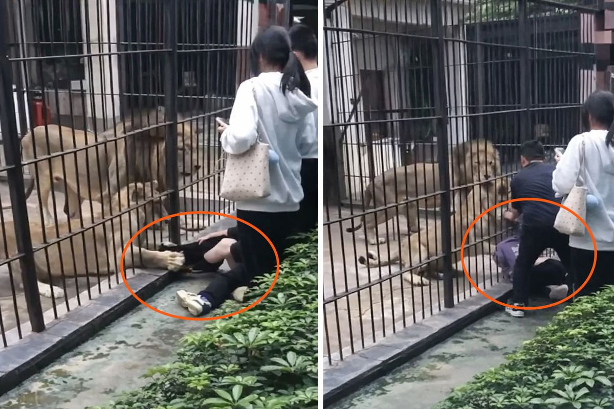Çin'de dehşet anları: Aslan 10 yaşındaki kızın bacağını yakaladı