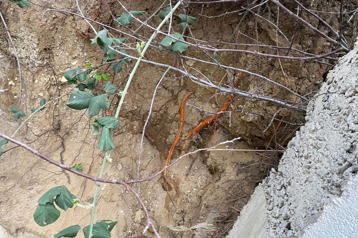 Fidan dikimi sırasında insan kafatası ve kemik parçaları bulundu